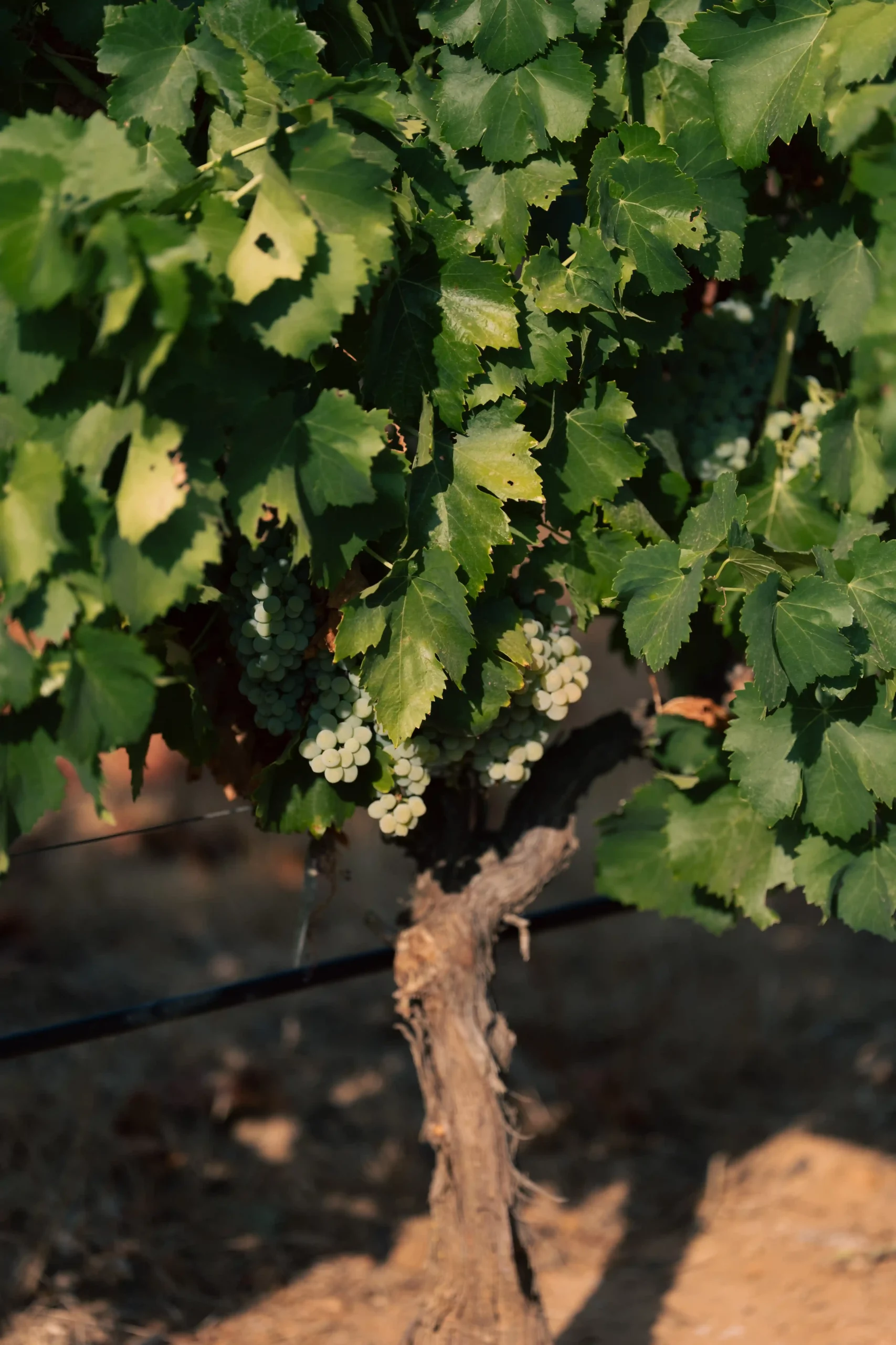 Les vignes du Mas Rouvier, grappes sur pied de vigne